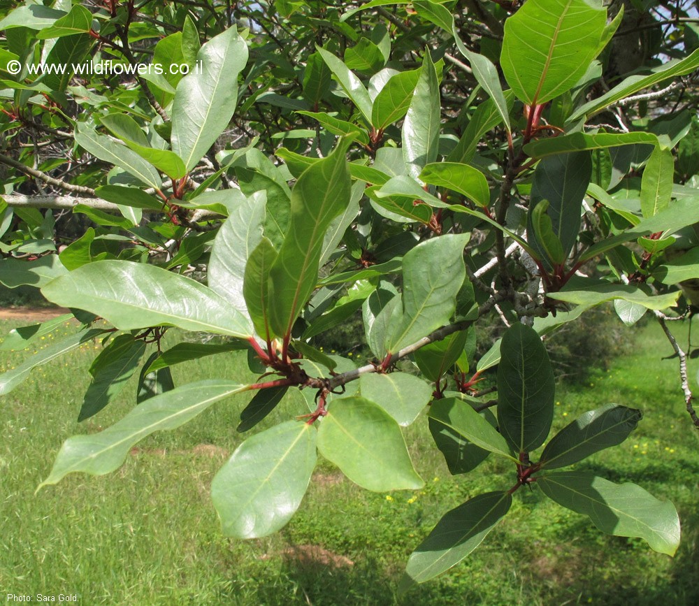 Ficus glomerata